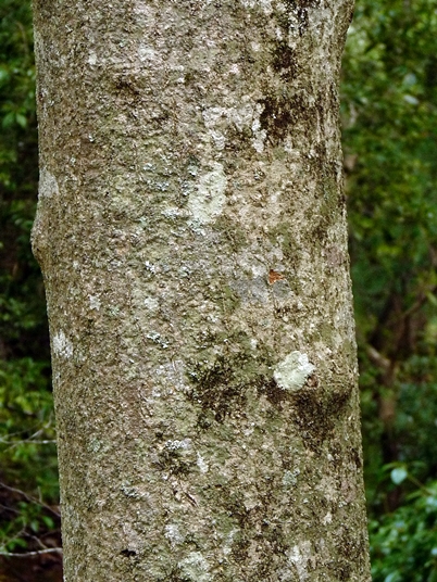 {Magnolia tripetala}